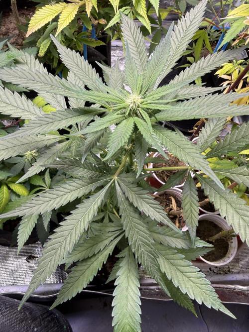 Eternity Grow Cup 2026 - Sticky Broccoli. Week 10