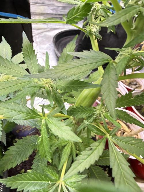 Eternity Grow Cup 2026 - Sticky Broccoli. Week 10