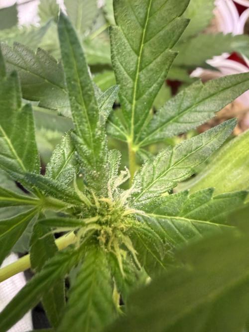 Eternity Grow Cup 2026 - Sticky Broccoli. Week 10