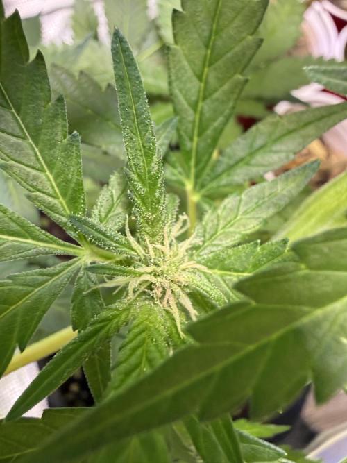 Eternity Grow Cup 2026 - Sticky Broccoli. Week 10