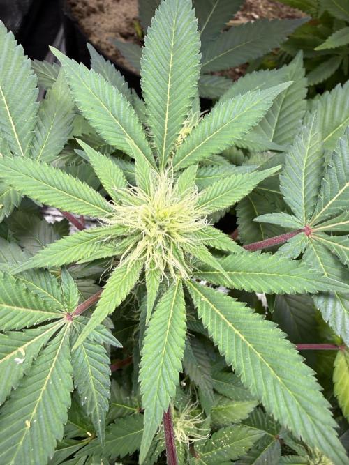 Eternity Grow Cup 2026 - Sticky Broccoli. Week 10