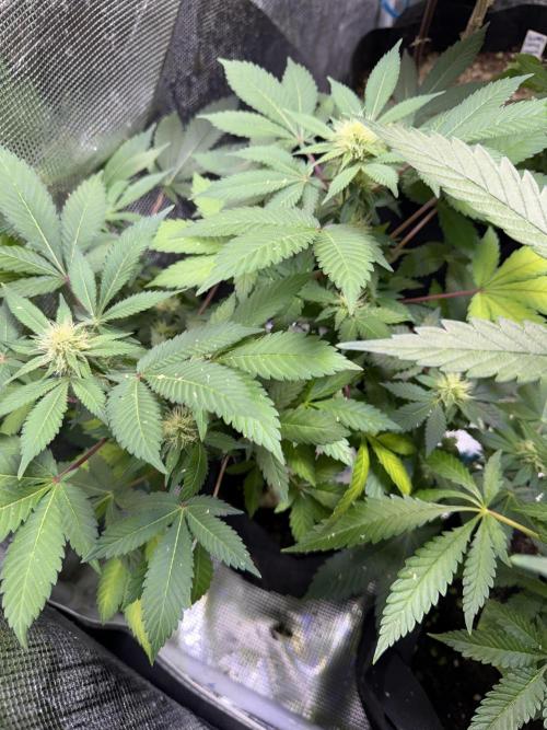 IZI Seeds Permanent Bluez Grow. Week 10