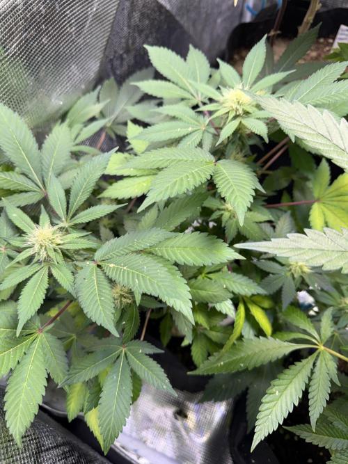 IZI Seeds Permanent Bluez Grow. Week 10