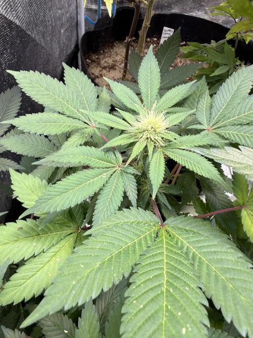 IZI Seeds Permanent Bluez Grow. Week 10