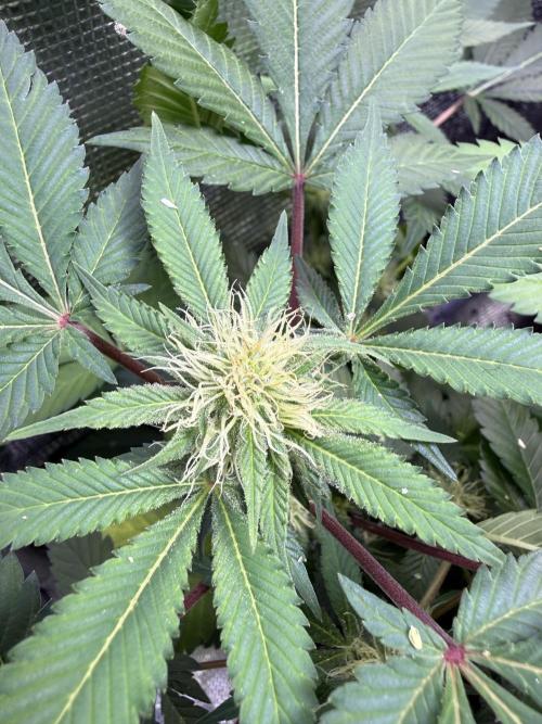 IZI Seeds Permanent Bluez Grow. Week 10