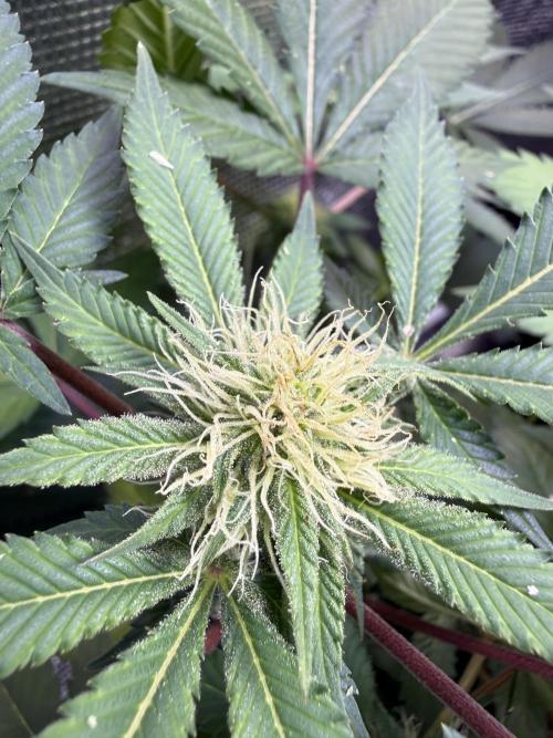 IZI Seeds Permanent Bluez Grow. Week 10
