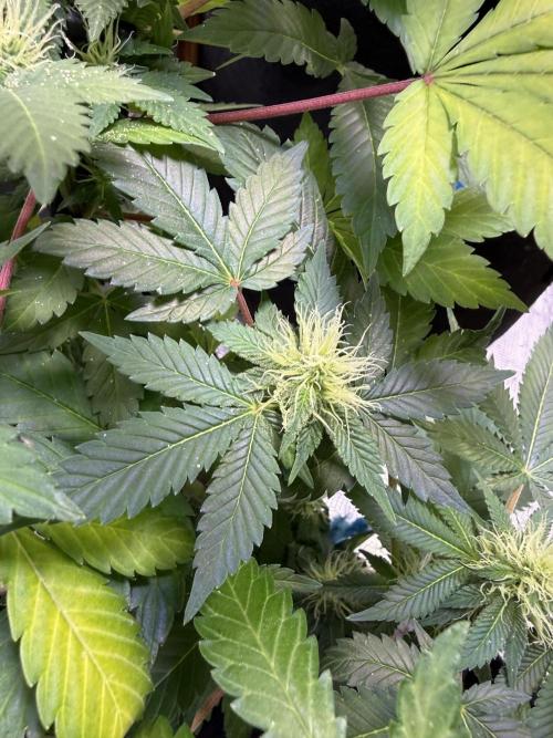 IZI Seeds Permanent Bluez Grow. Week 10