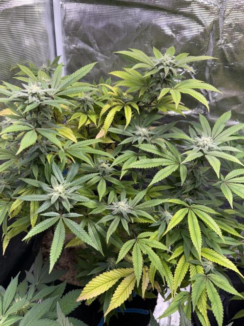 Slurricane Photo Grow. Week 11