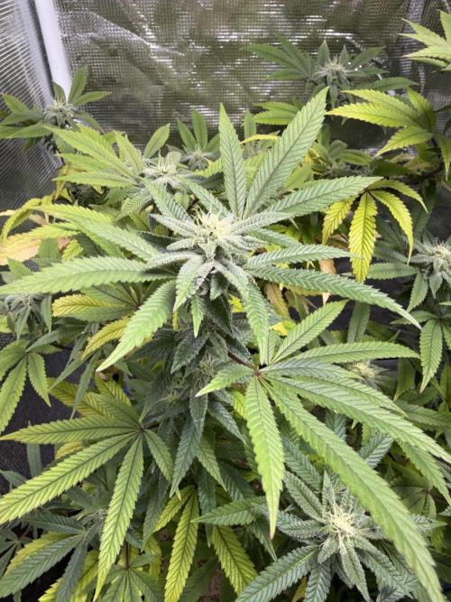 Slurricane Photo Grow. Week 11