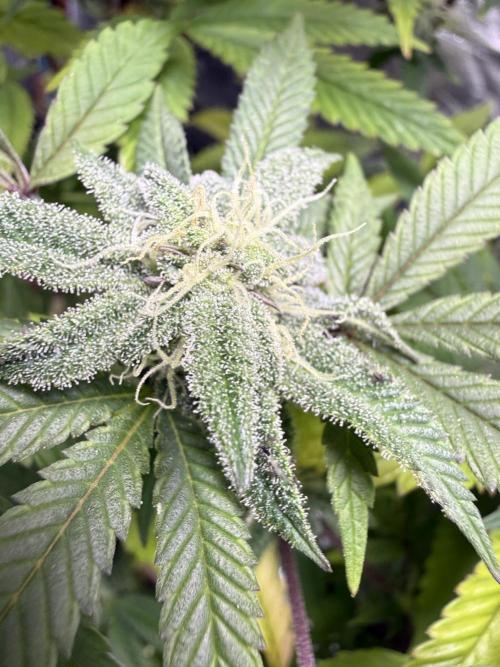 Slurricane Photo Grow. Week 11