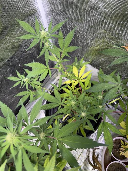 IZI Seeds Brain Swirl Fem Photo. Week 10