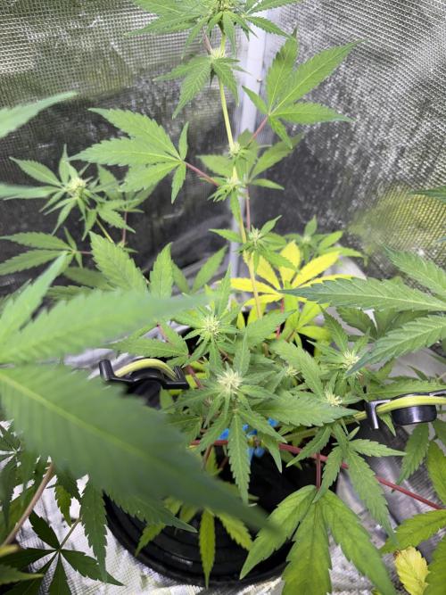 IZI Seeds Brain Swirl Fem Photo. Week 10
