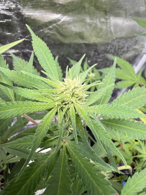 IZI Seeds Brain Swirl Fem Photo. Week 10