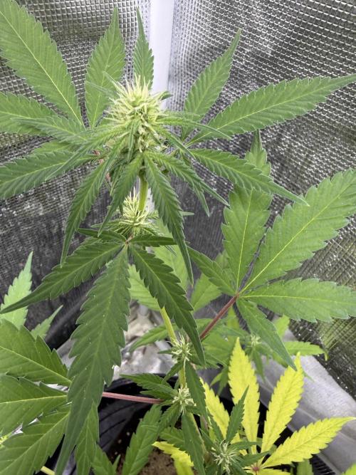 IZI Seeds Brain Swirl Fem Photo. Week 10