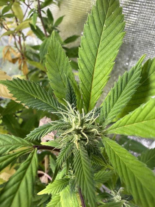 IZI Seeds Brain Swirl Fem Photo. Week 10