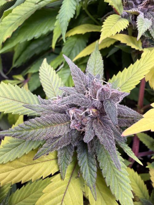 Misc. Breeding Projects. Week 9