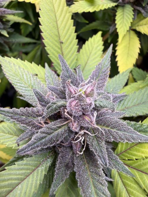 Misc. Breeding Projects. Week 9