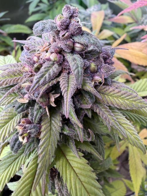 Misc. Breeding Projects. Week 9