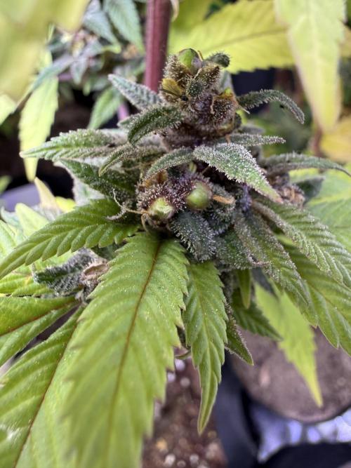 Misc. Breeding Projects. Week 9