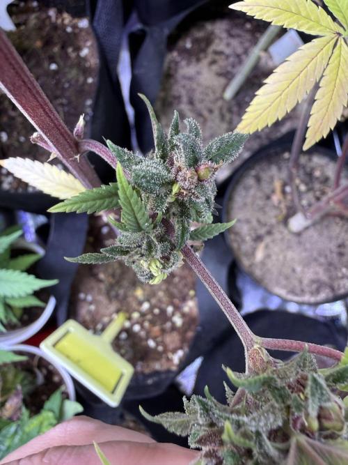 Misc. Breeding Projects. Week 9