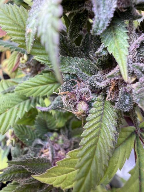 Misc. Breeding Projects. Week 9