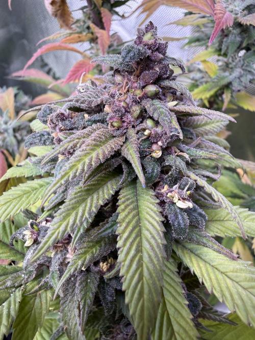 Misc. Breeding Projects. Week 9
