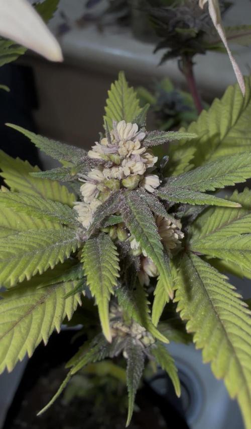 Misc. Breeding Projects. Week 9