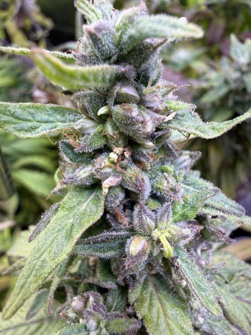 Misc. Breeding Projects. Week 9