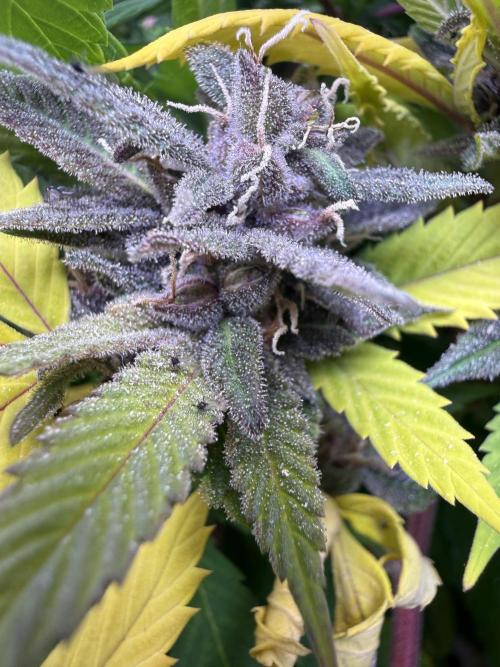 Misc. Breeding Projects. Week 9