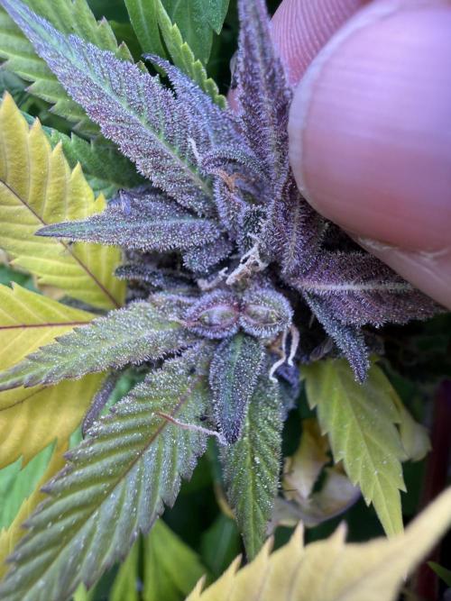 Misc. Breeding Projects. Week 9