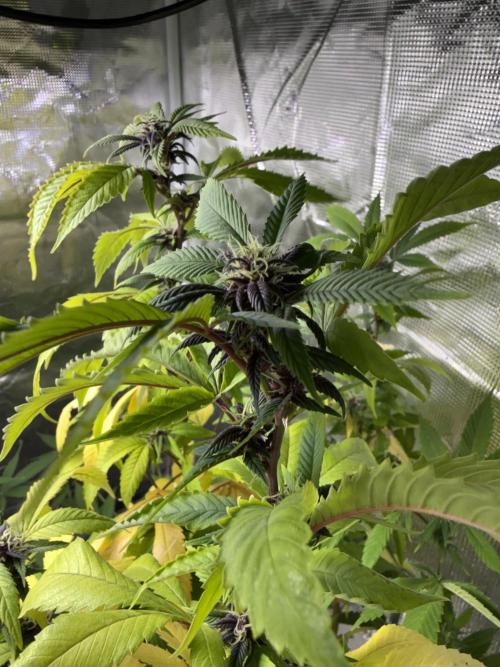 Misc. Breeding Projects. Week 9
