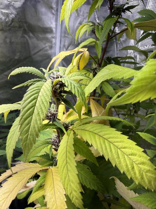 Misc. Breeding Projects. Week 9