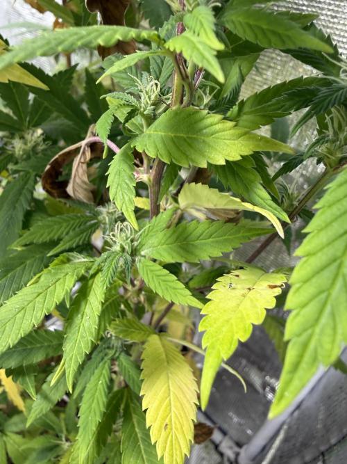 Misc. Breeding Projects. Week 9