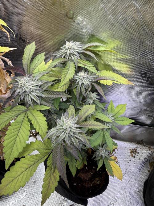 Slurricane no 7 Grow #2. Week 8