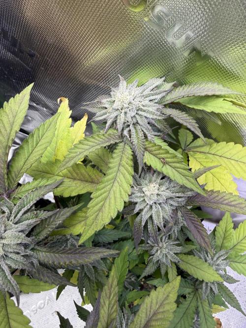 Slurricane no 7 Grow #2. Week 8