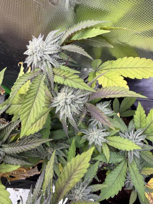 Slurricane no 7 Grow #2. Week 8