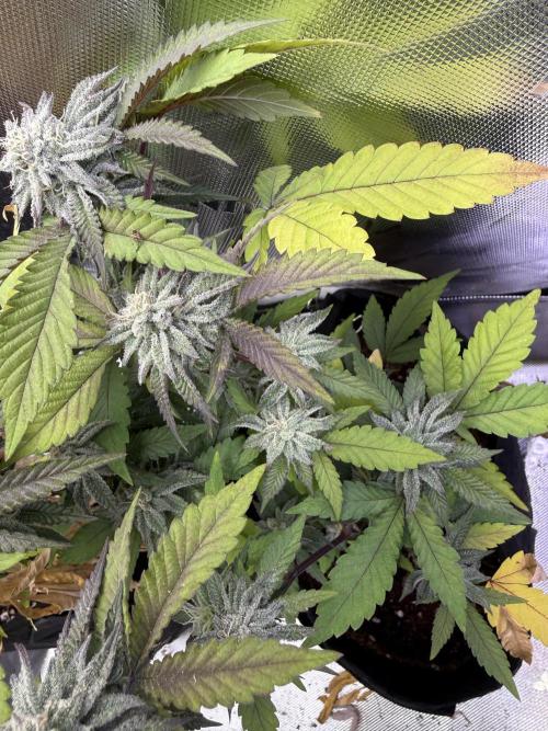 Slurricane no 7 Grow #2. Week 8