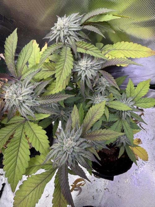 Slurricane no 7 Grow #2. Week 8