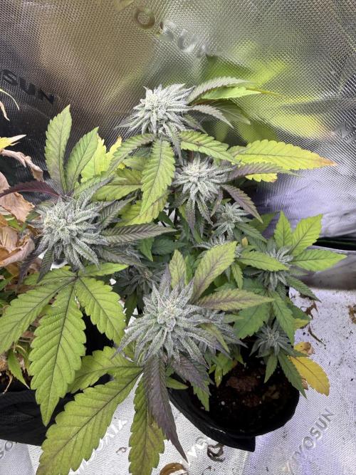 Slurricane no 7 Grow #2. Week 8