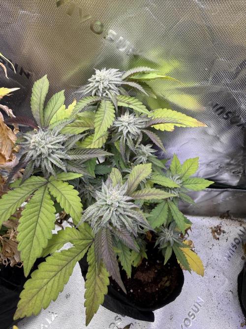 Slurricane. Week 8