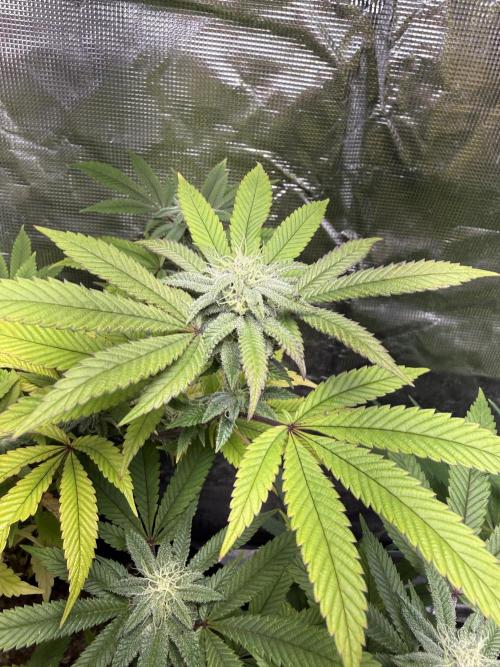Eternity Grow Cup 2026 - Sticky Broccoli. Week 11