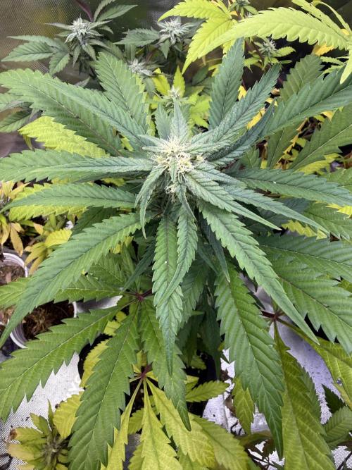 Eternity Grow Cup 2026 - Sticky Broccoli. Week 11