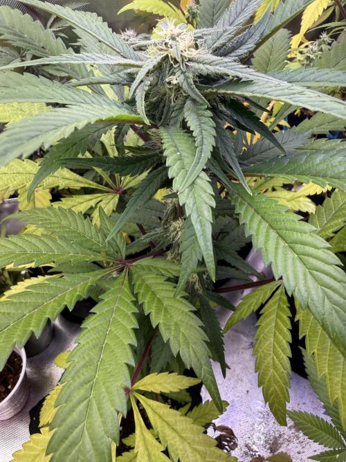 Eternity Grow Cup 2026 - Sticky Broccoli. Week 11