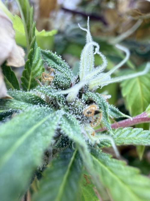 Eternity Grow Cup 2026 - Sticky Broccoli. Week 12