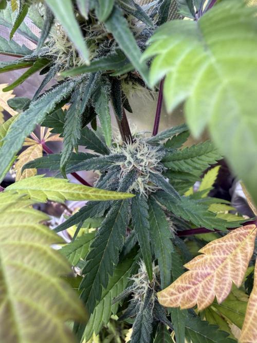 Eternity Grow Cup 2026 - Sticky Broccoli. Week 12