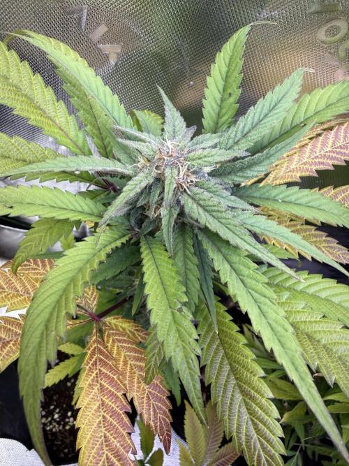 Eternity Grow Cup 2026 - Sticky Broccoli. Week 12