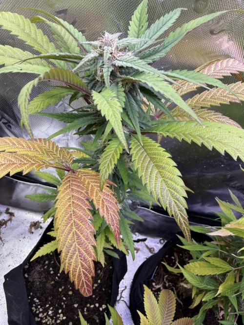 Eternity Grow Cup 2026 - Sticky Broccoli. Week 12