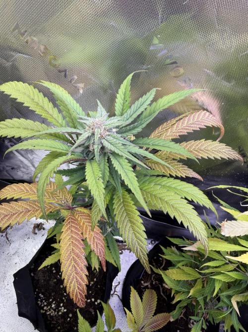 Eternity Grow Cup 2026 - Sticky Broccoli. Week 12