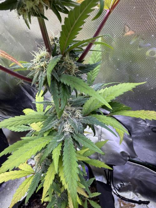 Eternity Grow Cup 2026 - Sticky Broccoli. Week 12