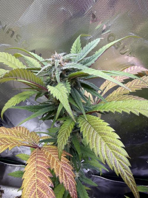 Eternity Grow Cup 2026 - Sticky Broccoli. Week 12